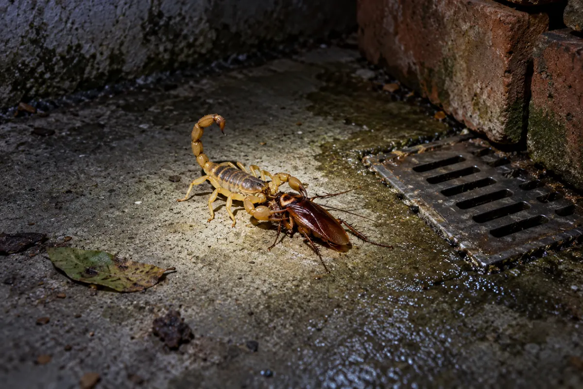 Técnico de costas pulverizando a junção da parede com o piso de uma varanda com teias de aranha no canto
