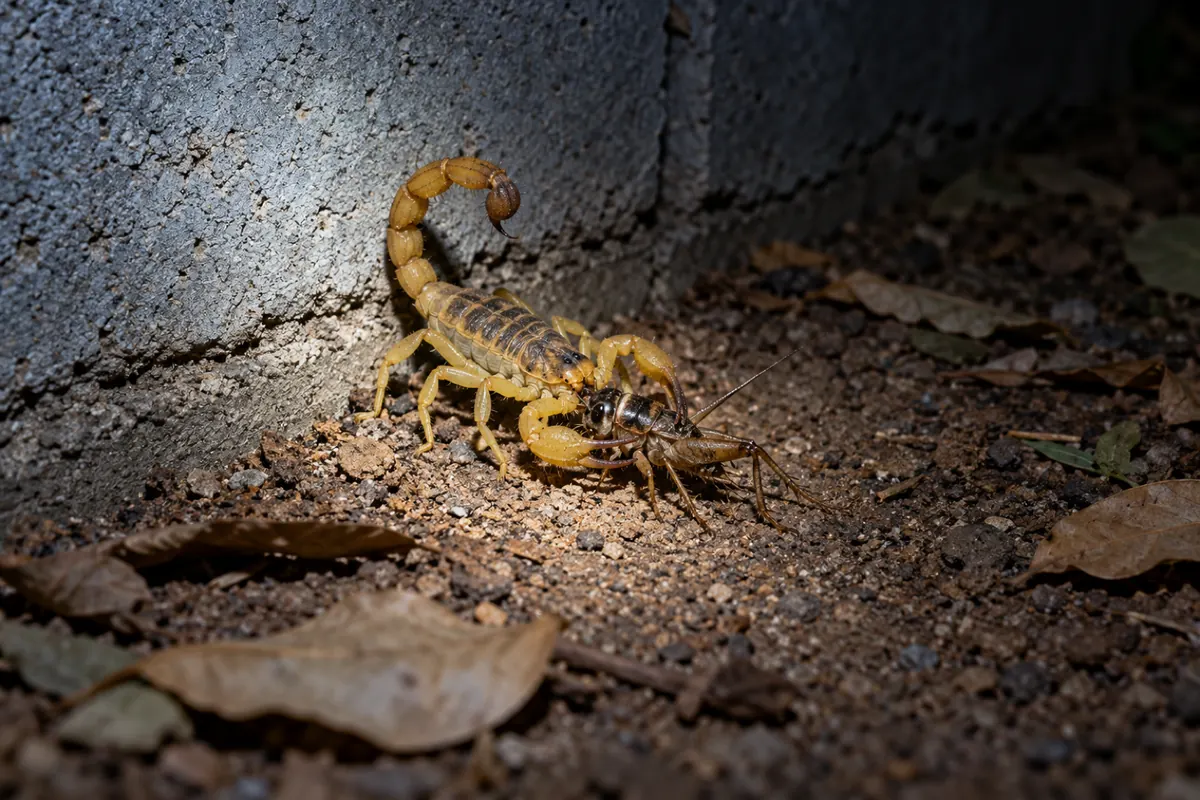 Escorpião-amarelo segurando um grilo com as pinças junto ao muro do quintal, à noite