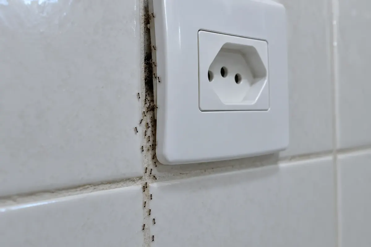 Fila de formigas miúdas saindo pela fresta de uma tomada no azulejo do banheiro