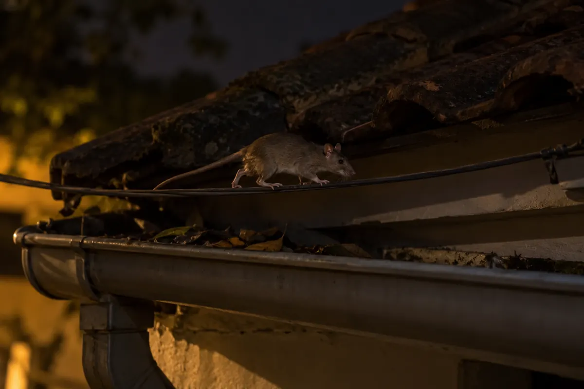 Rato de telhado caminhando por um fio rente ao beiral da casa, à noite