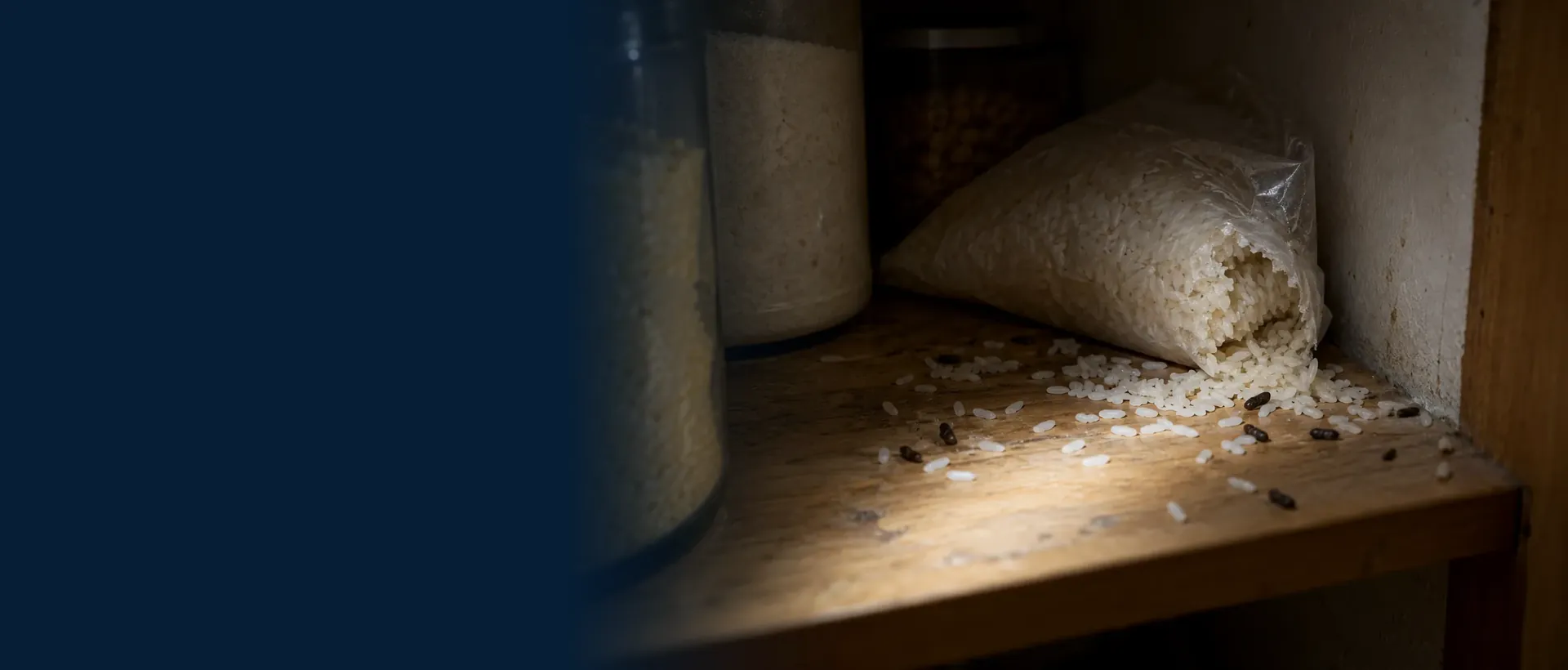 Saco de arroz roído e fezes de roedor na prateleira de uma despensa