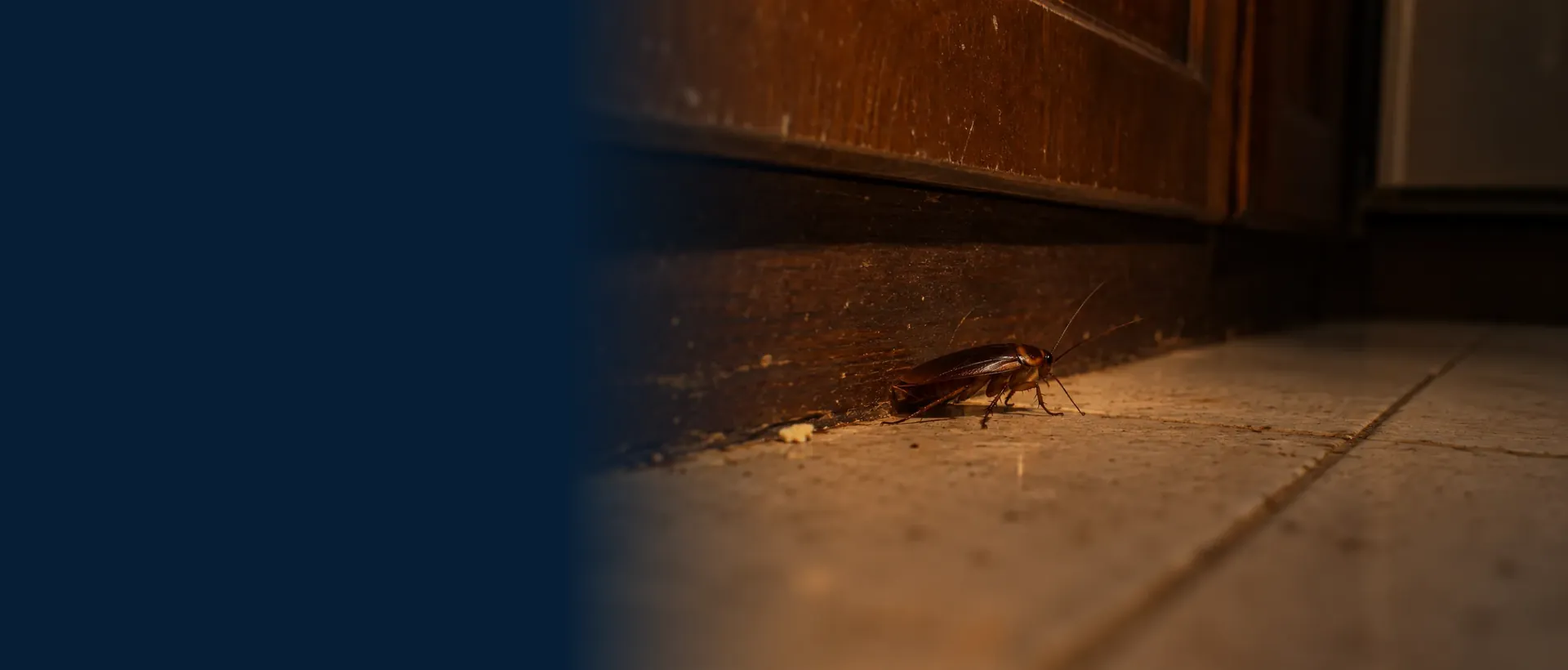 Barata passando pelo rodapé de uma cozinha à noite